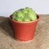 Mini Cherry Red Fluted Handmade Ceramic Plant Pot